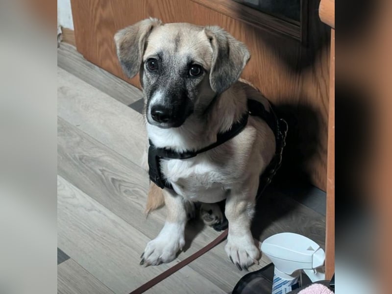 Falbella - Wackel Dackel sucht Zuhause!