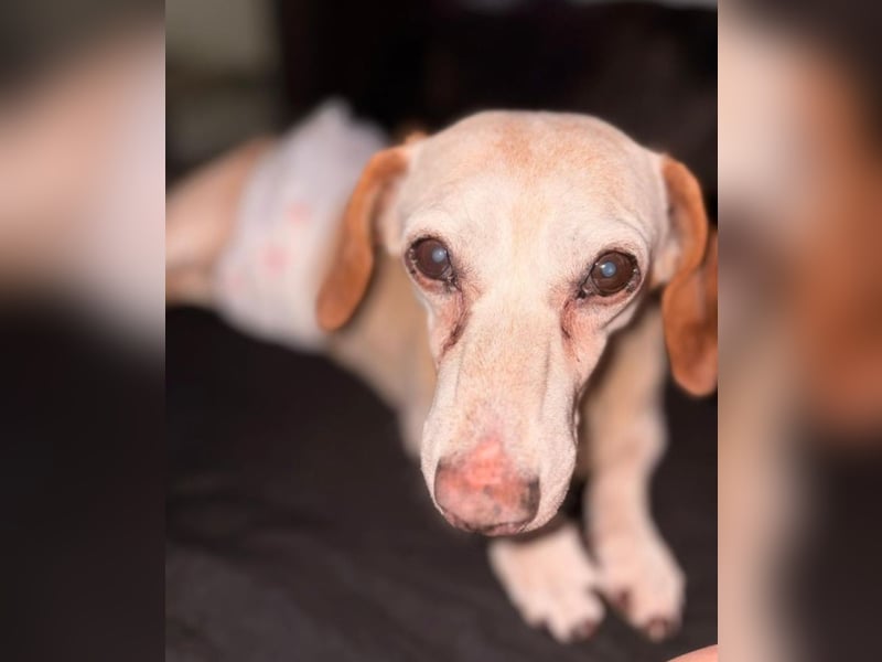 Mosu - Senior sucht sein Happy End!
