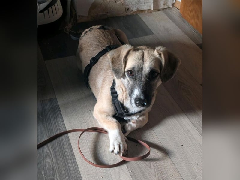 Falbella - Wackel Dackel sucht Zuhause!