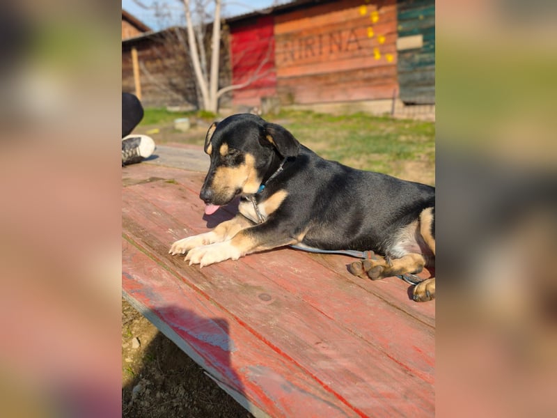 Azuro - unkompliziert -Dackelmischling