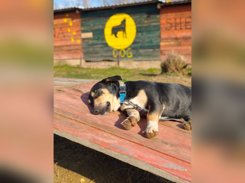 Azuro - unkompliziert -Dackelmischling