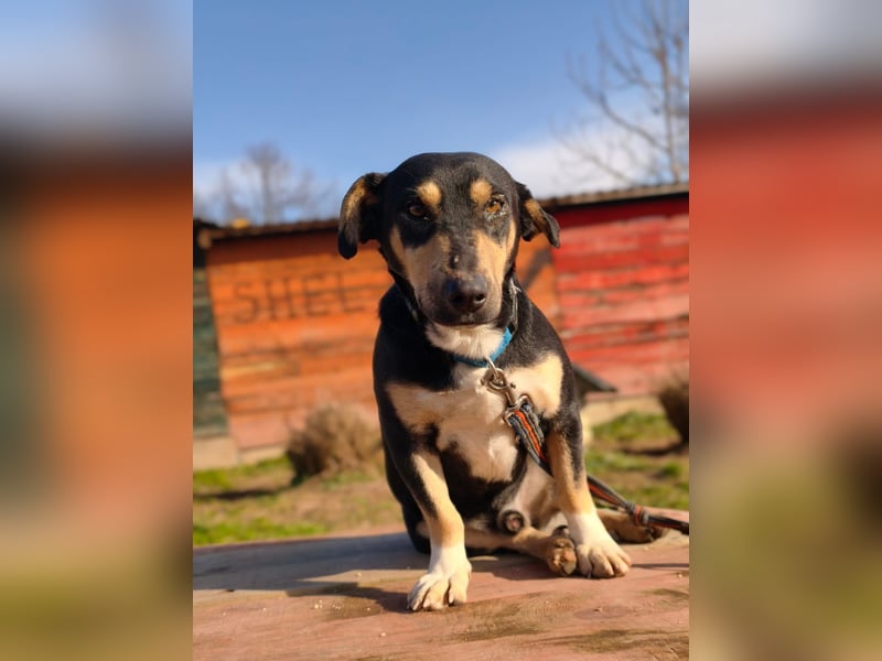 Azuro - unkompliziert -Dackelmischling