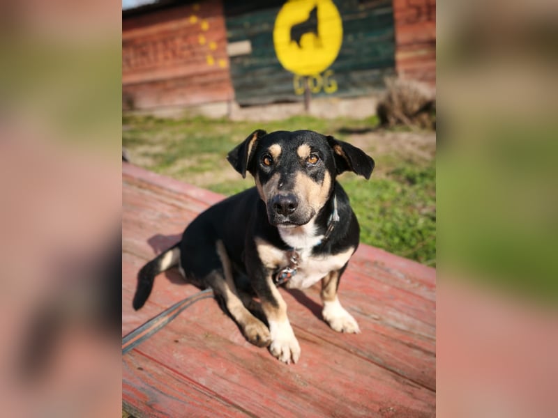 Azuro - unkompliziert -Dackelmischling