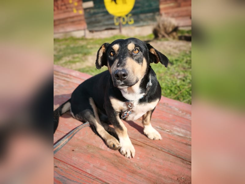 Azuro - unkompliziert -Dackelmischling