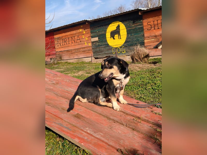 Azuro - unkompliziert -Dackelmischling