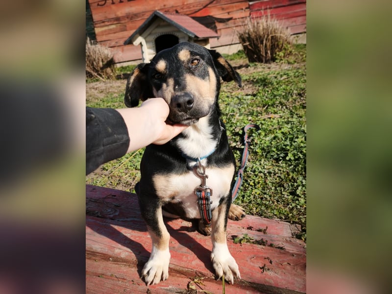 Azuro - unkompliziert -Dackelmischling