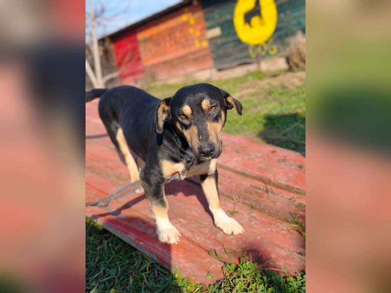 Azuro - unkompliziert -Dackelmischling