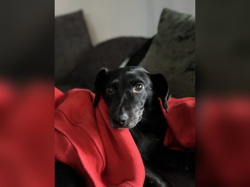 Liebevolles Zuhause für Carlos & Caesar gesucht! nur gemeinsam