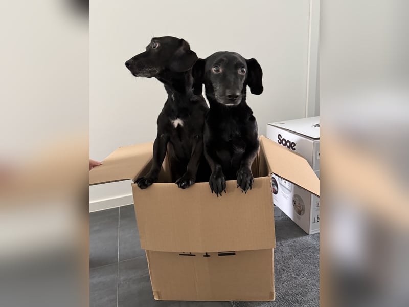 Liebevolles Zuhause für Carlos & Caesar gesucht! nur gemeinsam