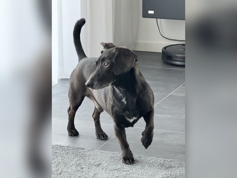 Liebevolles Zuhause für Carlos & Caesar gesucht! nur gemeinsam