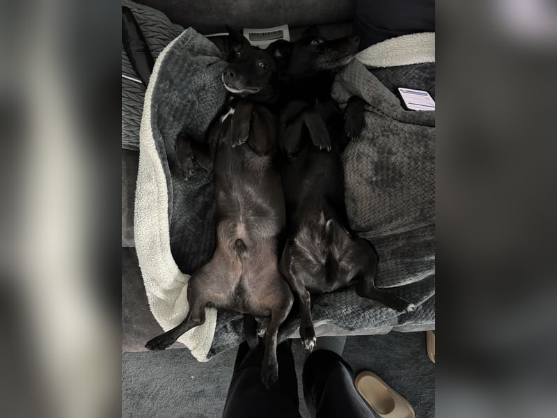 Liebevolles Zuhause für Carlos & Caesar gesucht! nur gemeinsam