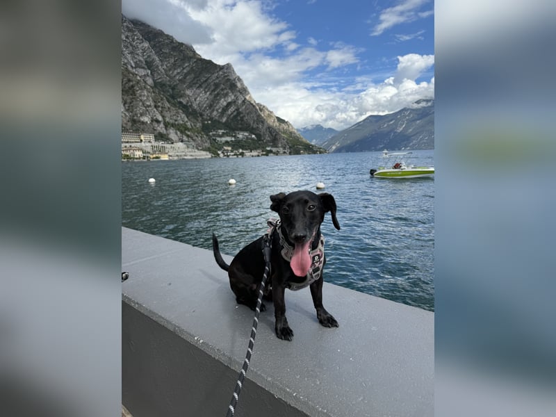 Liebevolles Zuhause für Carlos & Caesar gesucht! nur gemeinsam