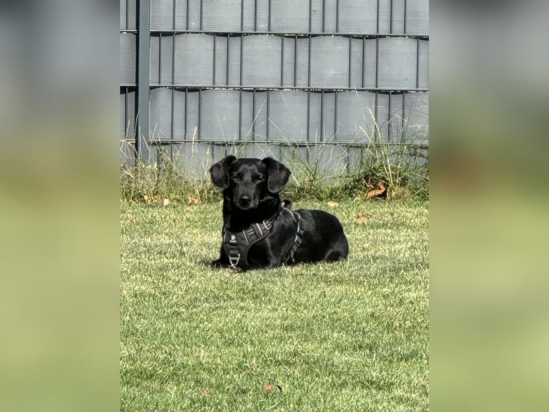 Liebevolles Zuhause für Carlos & Caesar gesucht! nur gemeinsam