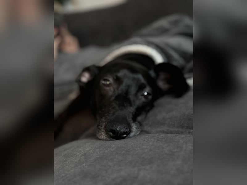 Liebevolles Zuhause für Carlos & Caesar gesucht! nur gemeinsam