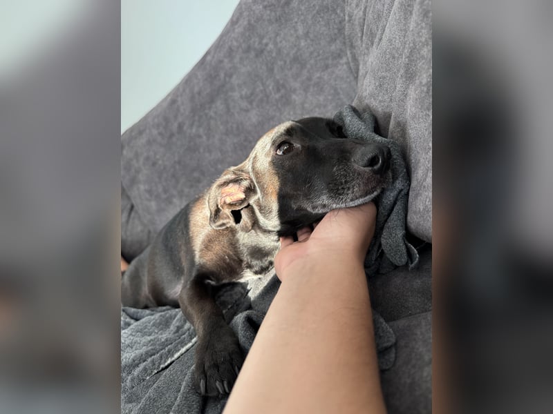 Liebevolles Zuhause für Carlos & Caesar gesucht! nur gemeinsam