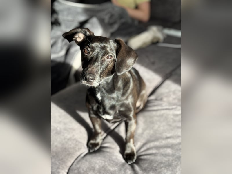 Liebevolles Zuhause für Carlos & Caesar gesucht! nur gemeinsam