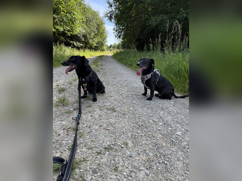 Liebevolles Zuhause für Carlos & Caesar gesucht! nur gemeinsam