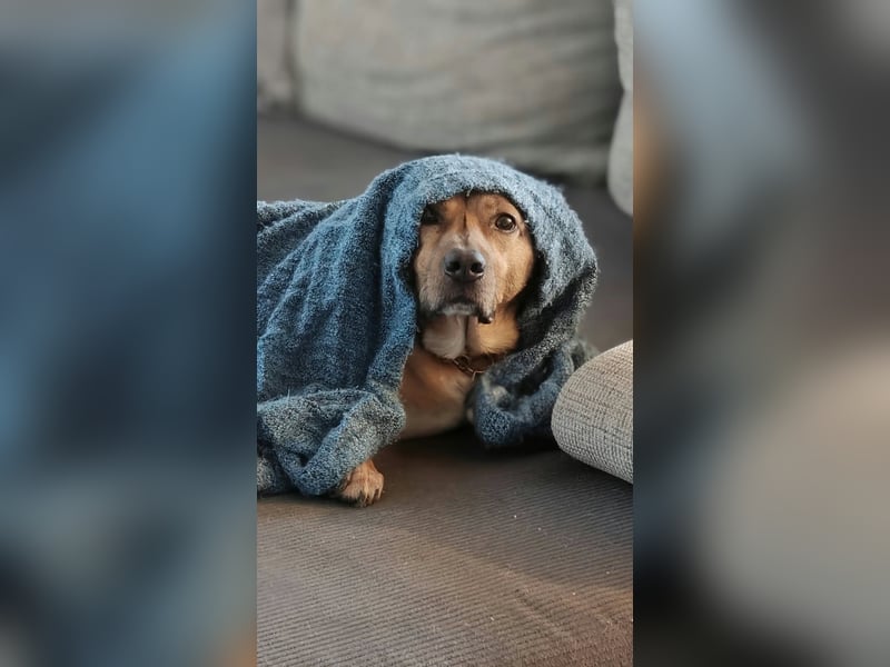 Rüde Tobi – Langschläfer, Schnüffelnase, Einzelgänger mit Herz