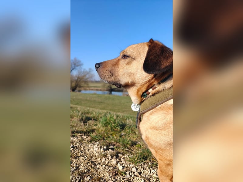 Rüde Tobi – Langschläfer, Schnüffelnase, Einzelgänger mit Herz