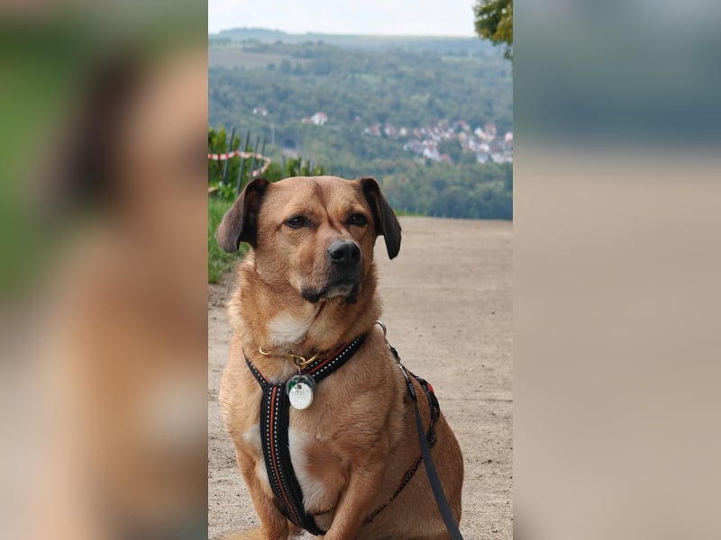Rüde Tobi – Langschläfer, Schnüffelnase, Einzelgänger mit Herz