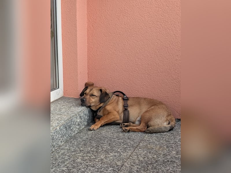Rüde Tobi – Langschläfer, Schnüffelnase, Einzelgänger mit Herz