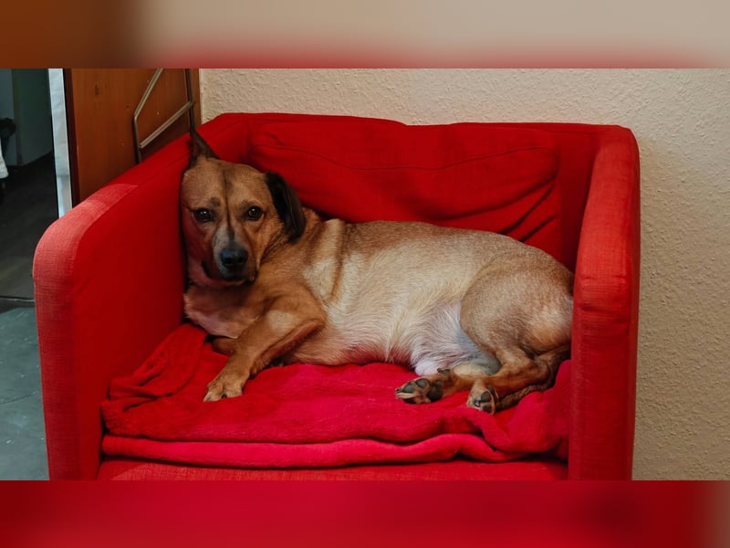 Rüde Tobi – Langschläfer, Schnüffelnase, Einzelgänger mit Herz