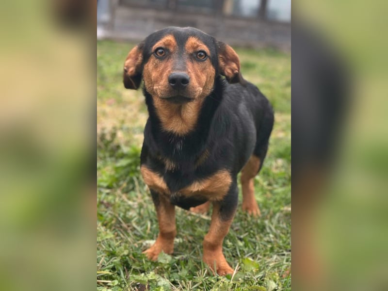 Tilly ❤️ bezaubernde junge Dackel-Hündin