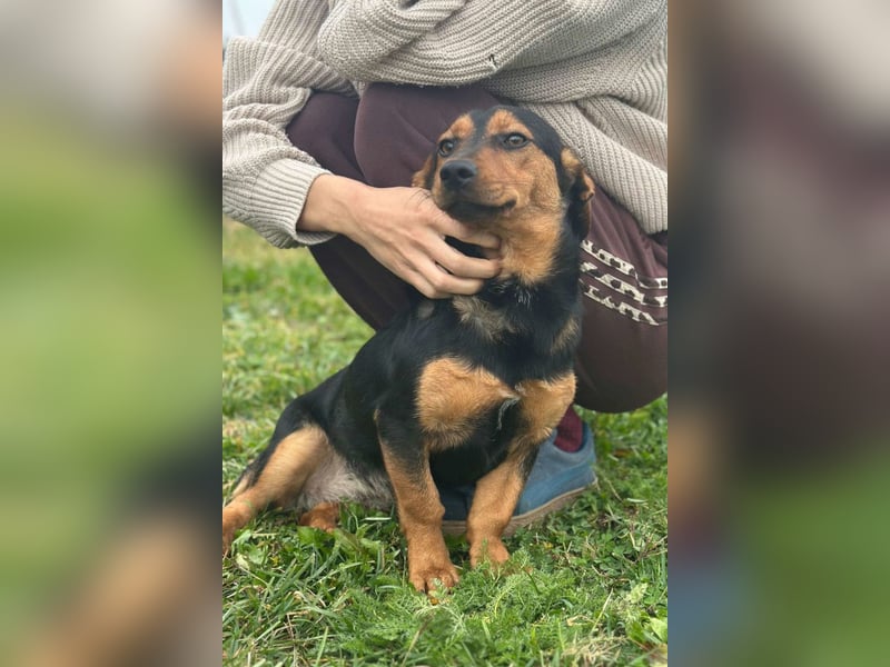 Tilly ❤️ bezaubernde junge Dackel-Hündin