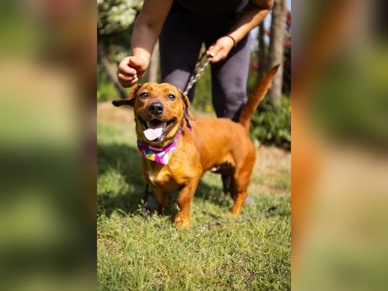 PIPPILOTTA❤️ verschmustes, fröhliches Dackel-Mix-Mädel
