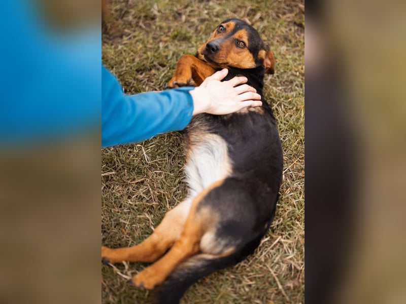 Tilly ❤️ bezaubernde junge Dackel-Hündin