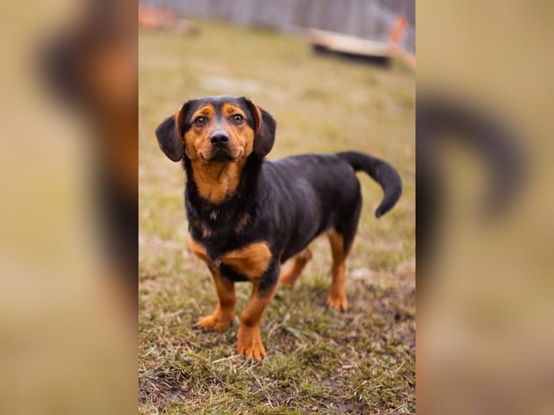 Tilly ❤️ bezaubernde junge Dackel-Hündin