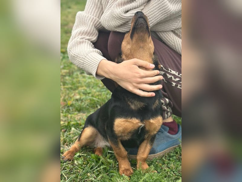 Tilly ❤️ bezaubernde junge Dackel-Hündin