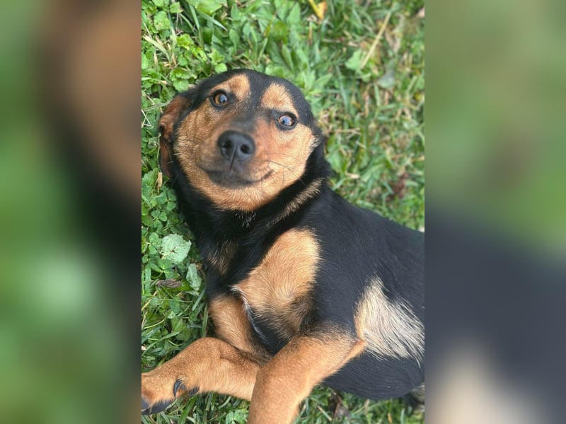 Tilly ❤️ bezaubernde junge Dackel-Hündin