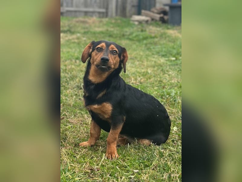 Tilly ❤️ bezaubernde junge Dackel-Hündin