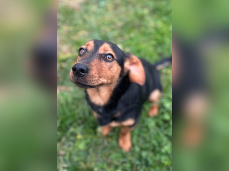 Tilly ❤️ bezaubernde junge Dackel-Hündin