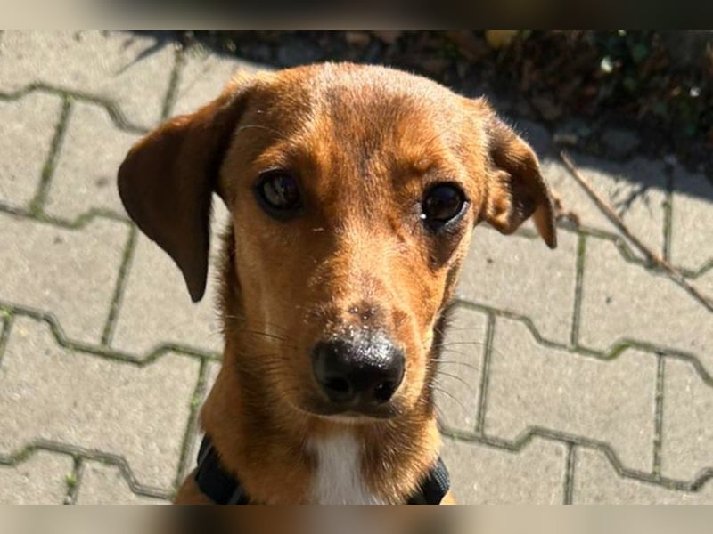 Dackel-Mix-Rüde ♥ Luca ♥ wartet schon in 48153 Münster