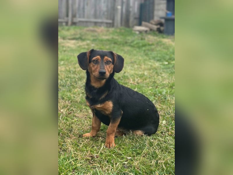 Tilly ❤️ bezaubernde junge Dackel-Hündin