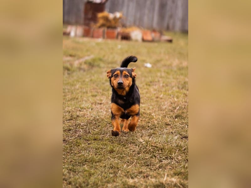 Tilly ❤️ bezaubernde junge Dackel-Hündin