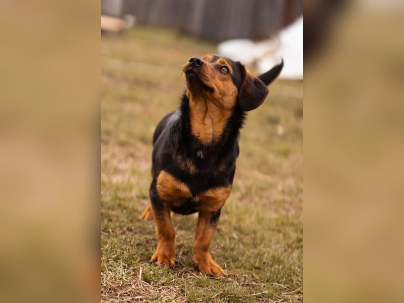Tilly ❤️ bezaubernde junge Dackel-Hündin