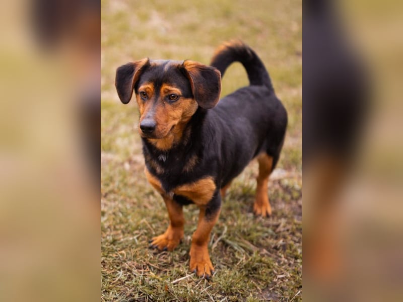 Tilly ❤️ bezaubernde junge Dackel-Hündin
