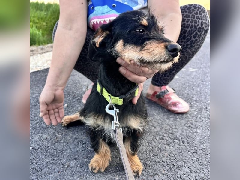 Dolly ein kleines Welpenmädchen