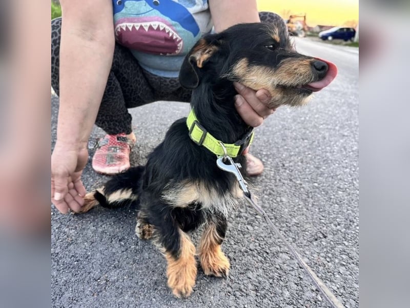 Dolly ein kleines Welpenmädchen