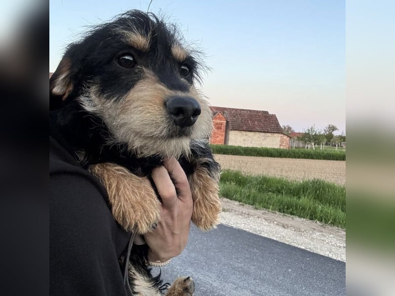 Pepy ein kleiner Schatz