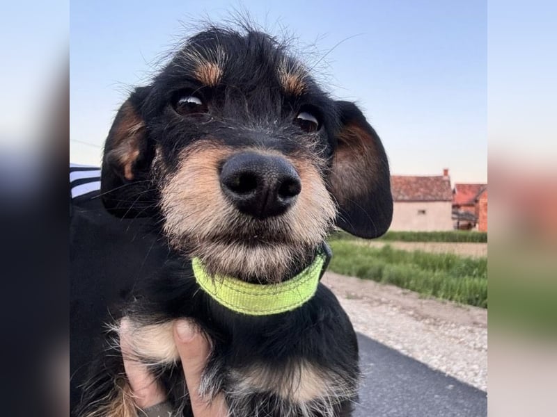 Dolly ein kleines Welpenmädchen