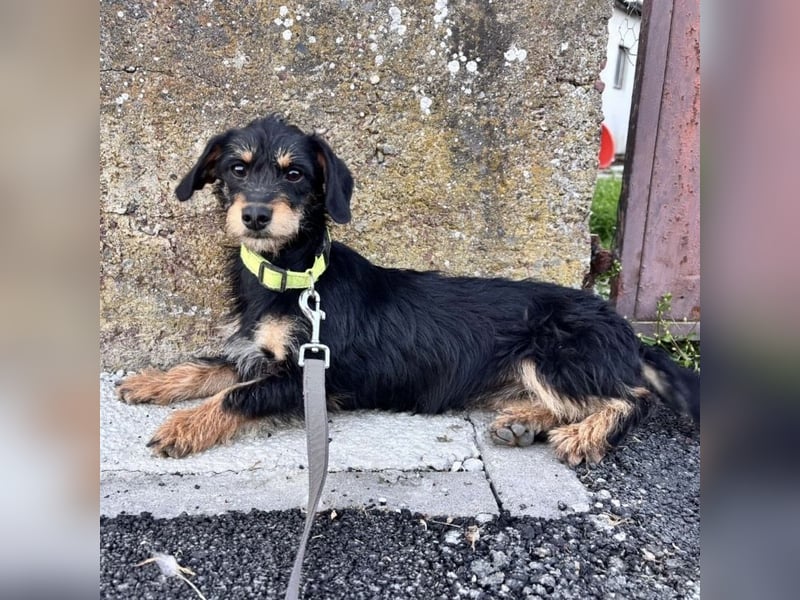 Dolly ein kleines Welpenmädchen