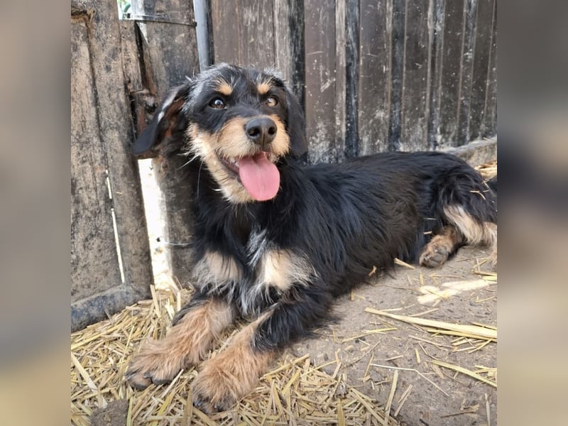 Dolly ein kleines Welpenmädchen