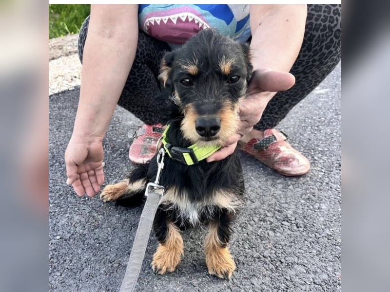 Dolly ein kleines Welpenmädchen
