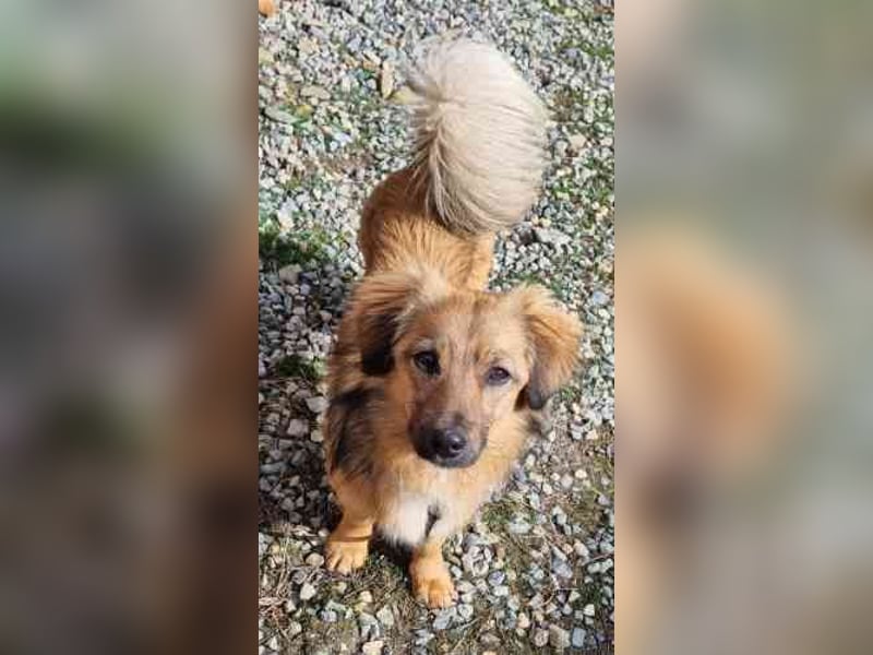 Cameron, Mixrüde, geb. 2024, sehr lernwillig