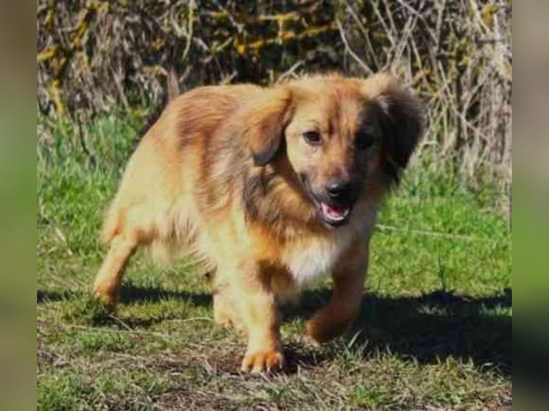 Cameron, Mixrüde, geb. 2024, sehr lernwillig