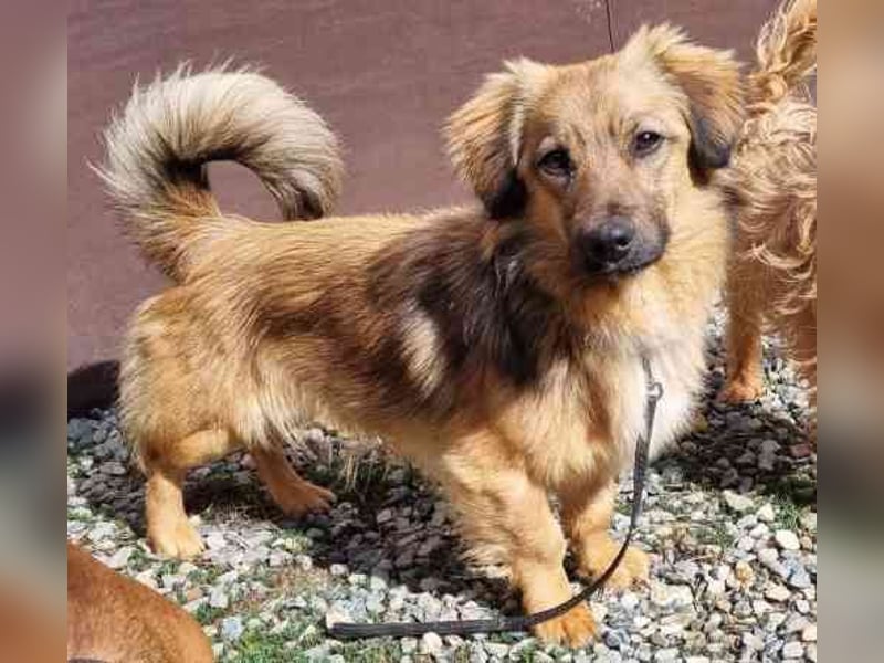 Cameron, Mixrüde, geb. 2024, sehr lernwillig